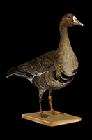 Greater white-fronted goose Anser albifrons 3D Scan